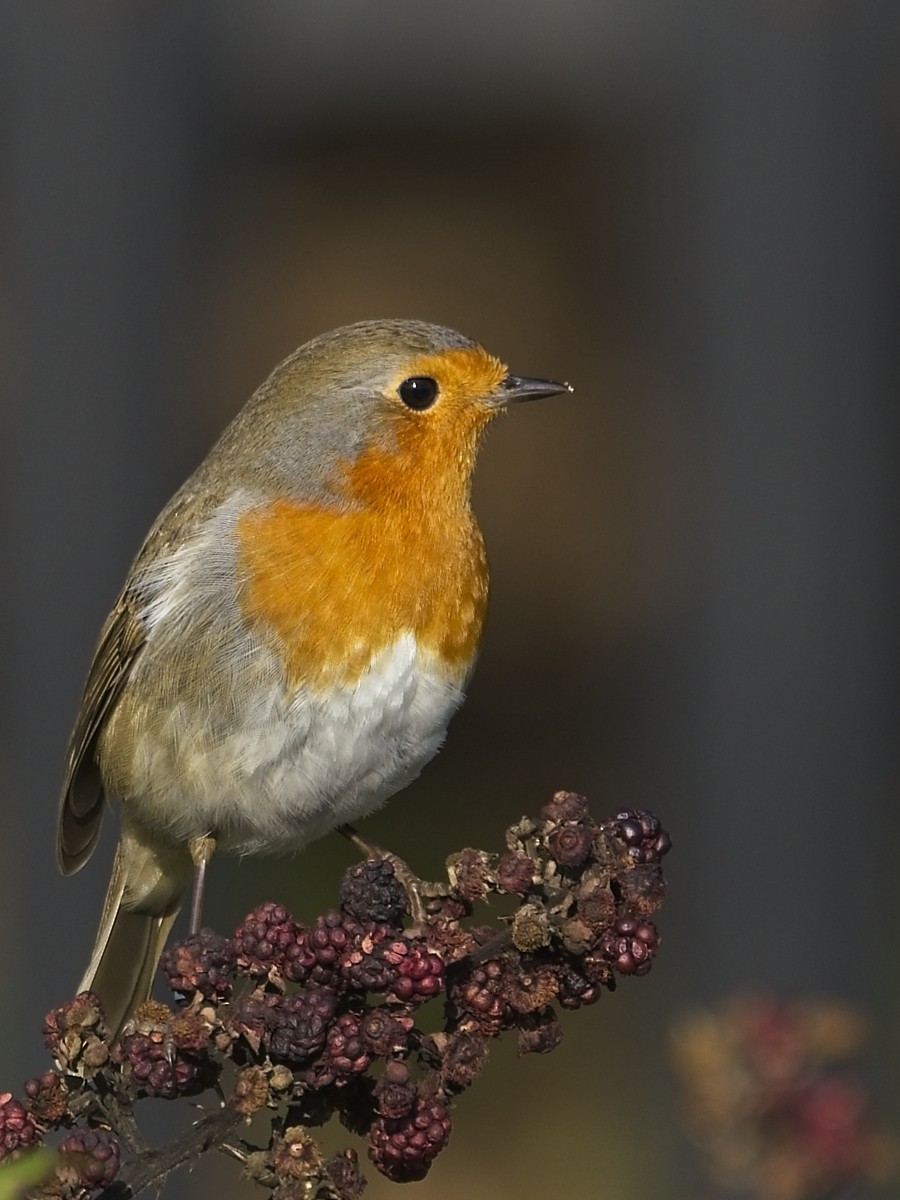 European Robin - ML642705133