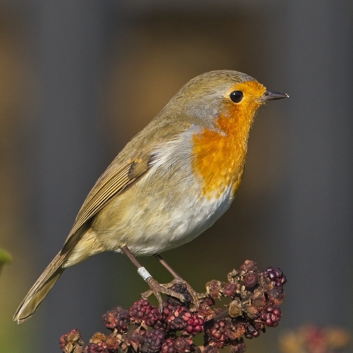 European Robin - ML642705134