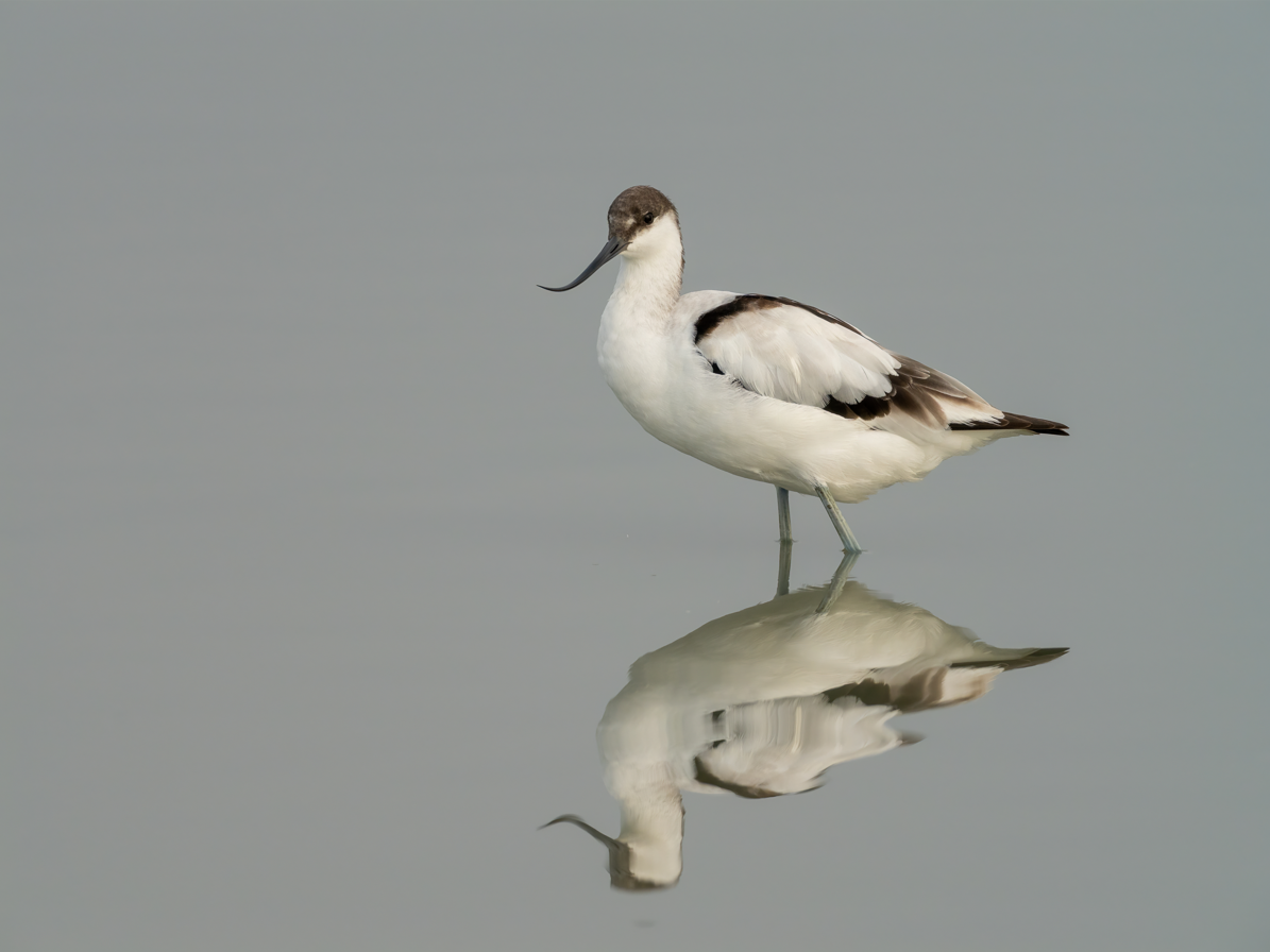 Pied Avocet - ML642705135