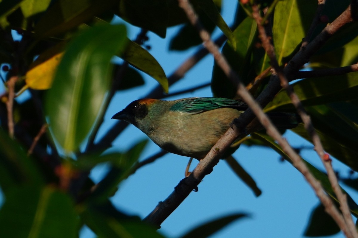 Burnished-buff Tanager - ML642705136