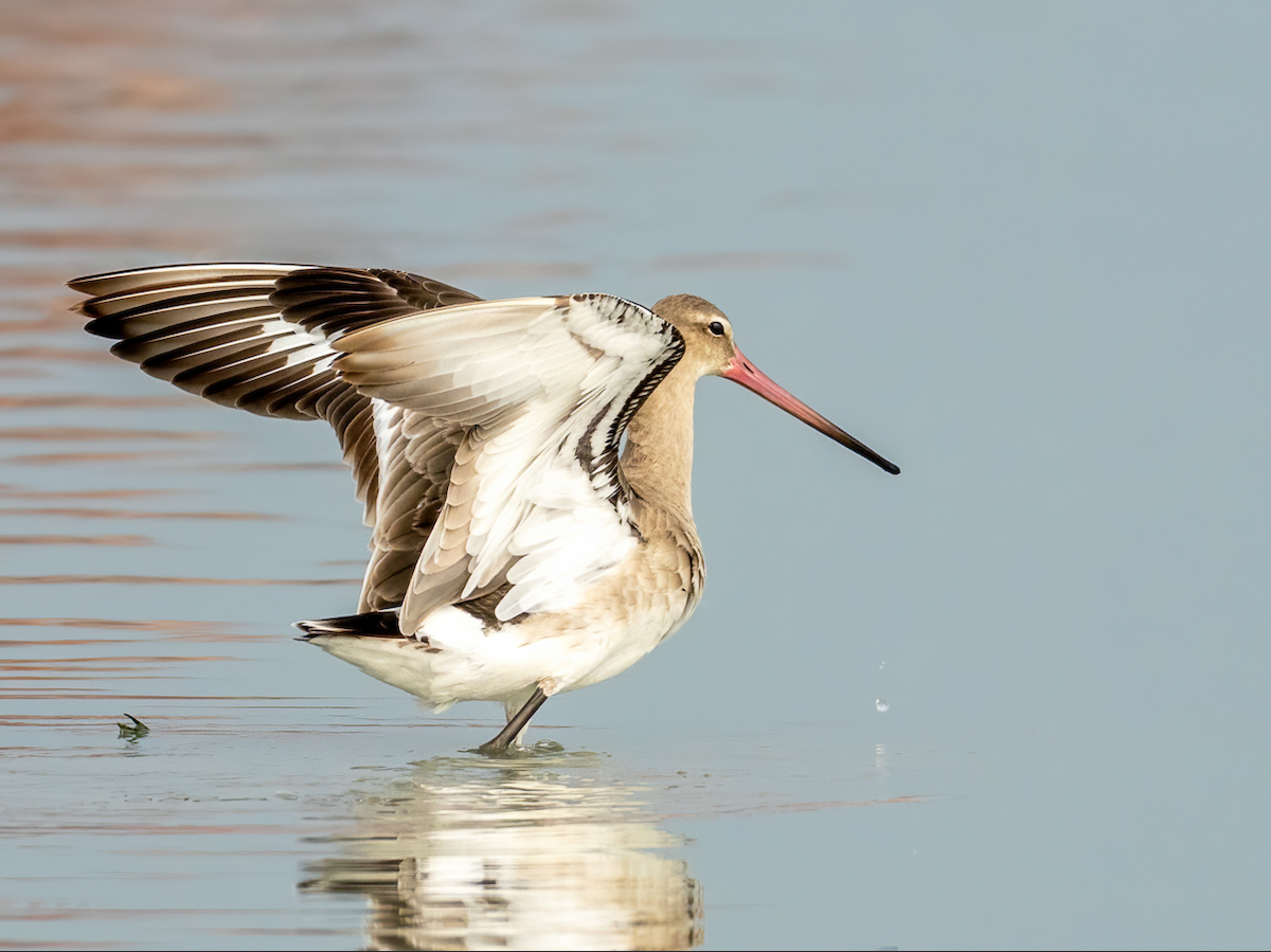 Black-tailed Godwit - ML642705138