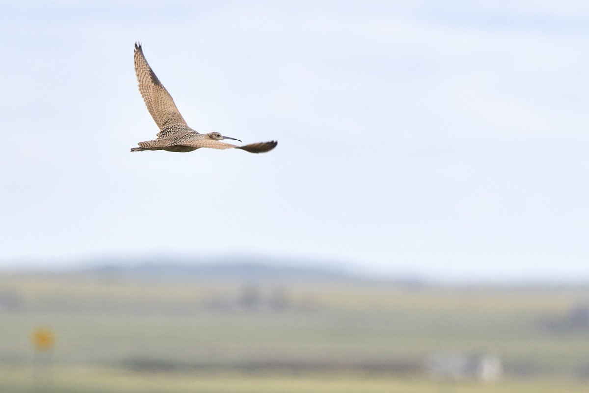 Long-billed Curlew - ML642705143