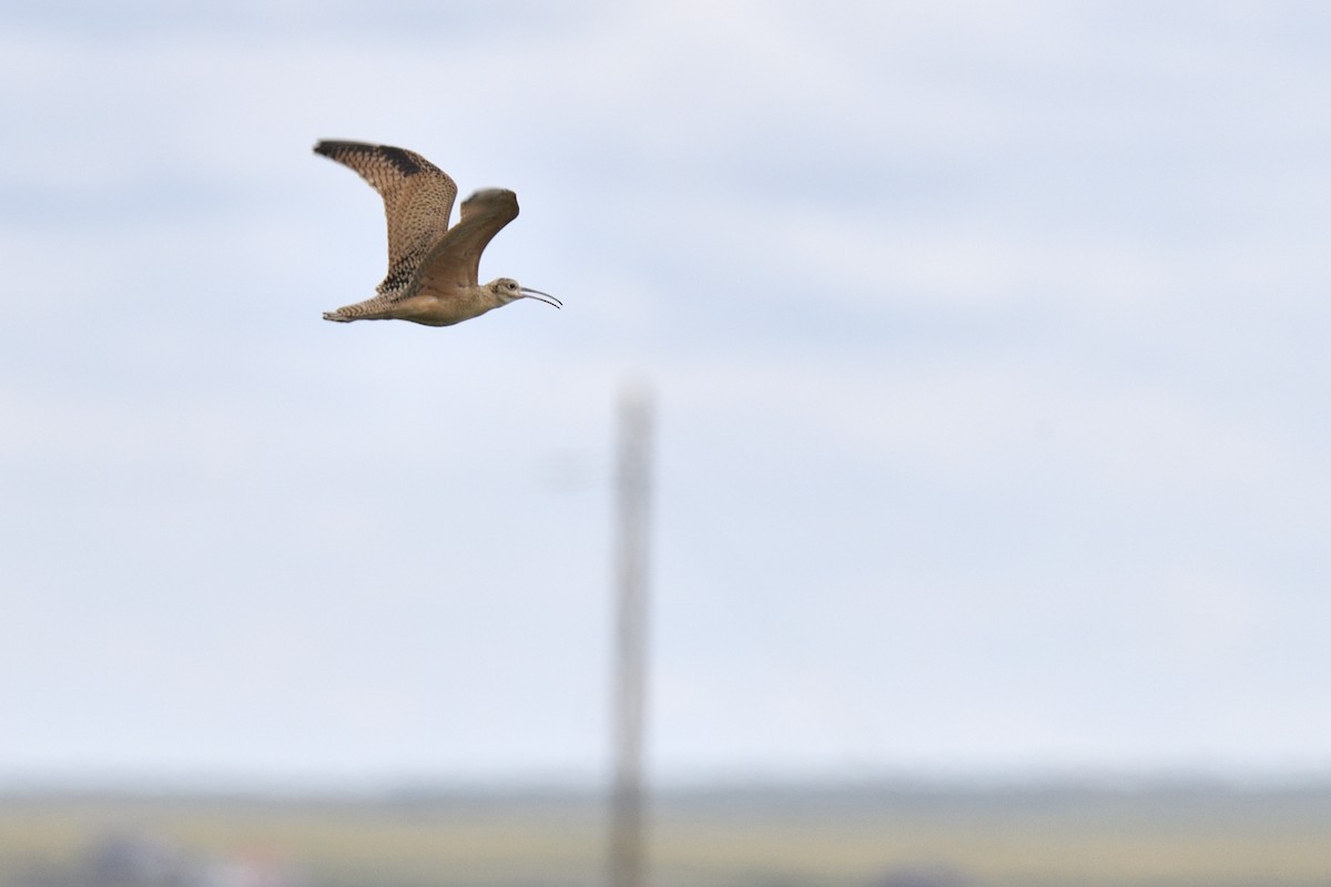 Long-billed Curlew - ML642705152