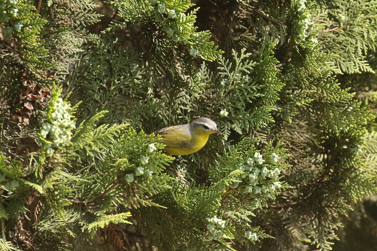 Gray-hooded Warbler - ML642705177