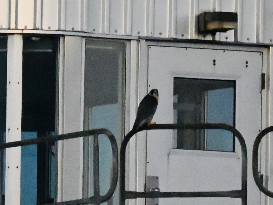 Halcón Peregrino - ML642705193