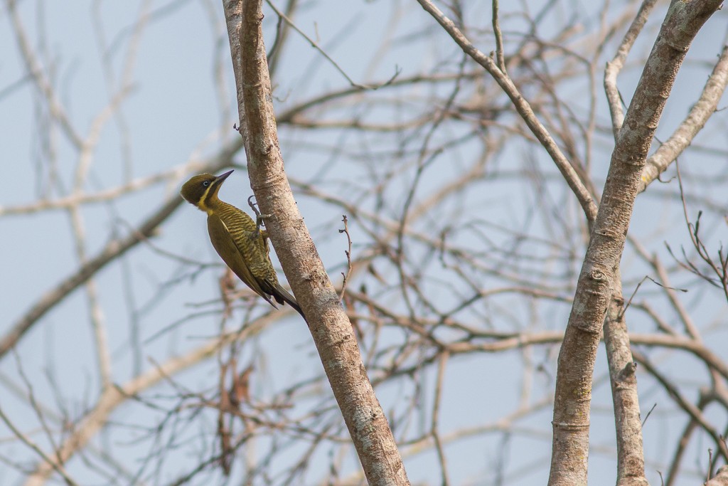 Carpintero Verdiamarillo - ML642705209