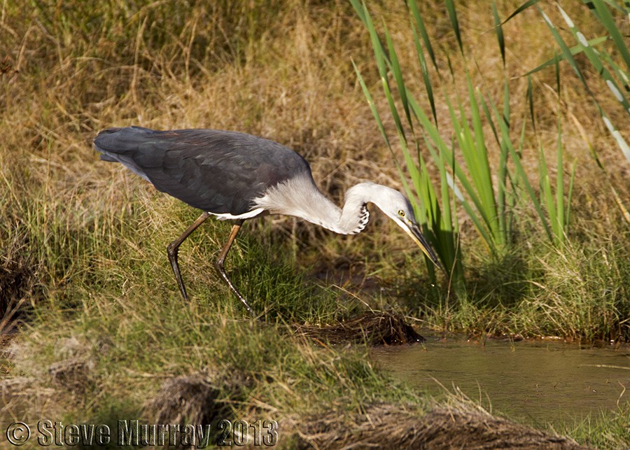 Pacific Heron - Stephen Murray