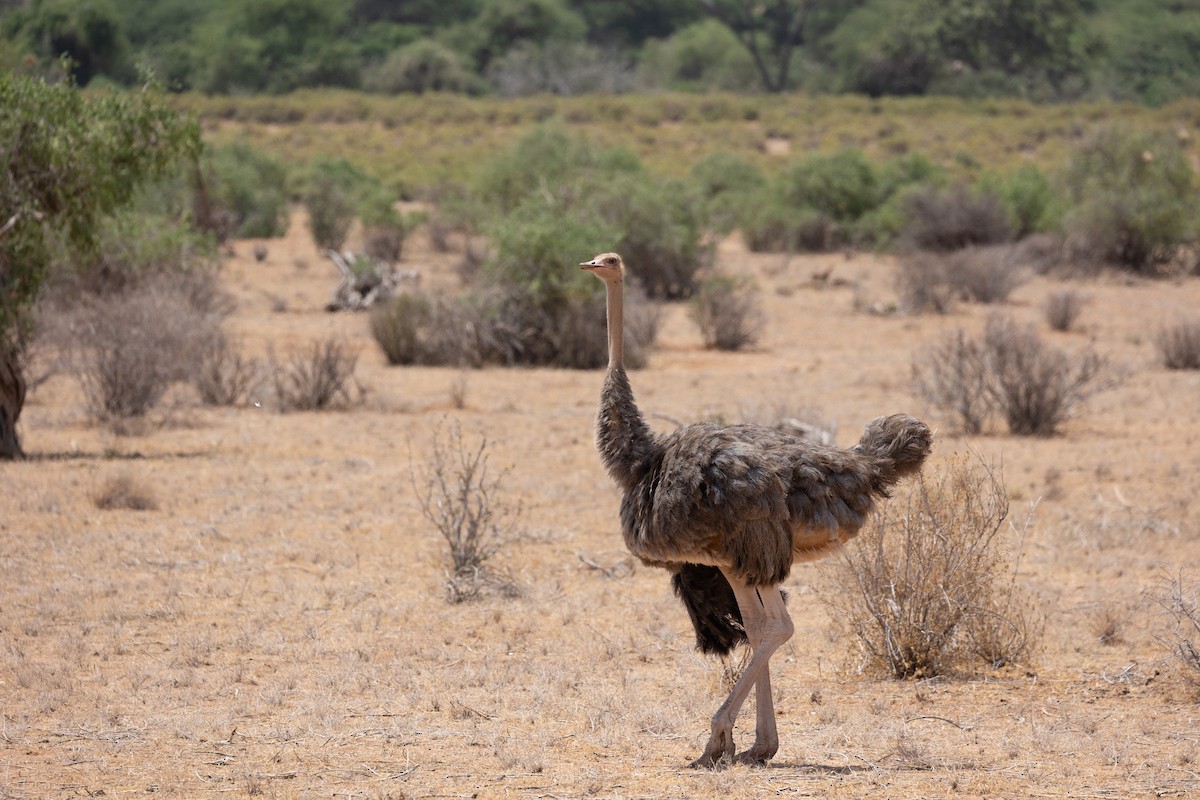 Avestruz Somalí - ML642705212