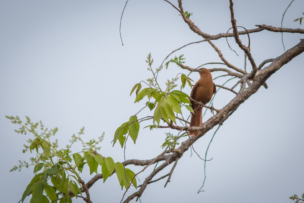 Cacholote Crestigrís - ML642705218