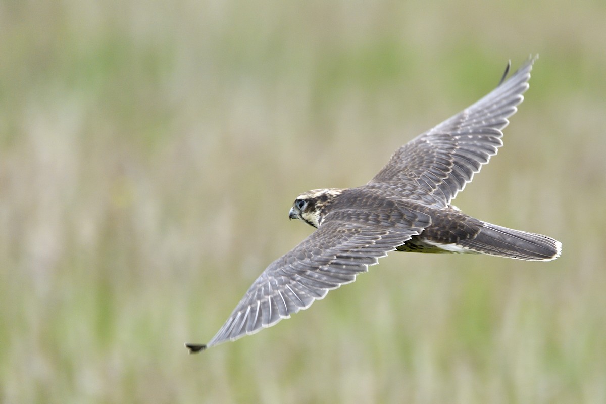 Prairie Falcon - ML642705226