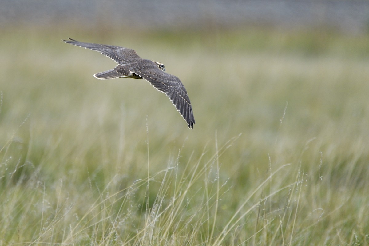 Prairie Falcon - ML642705227