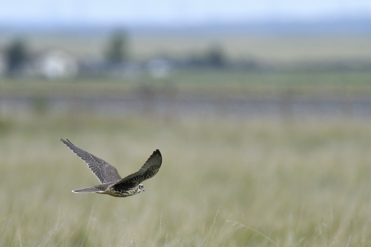 Prairie Falcon - ML642705228
