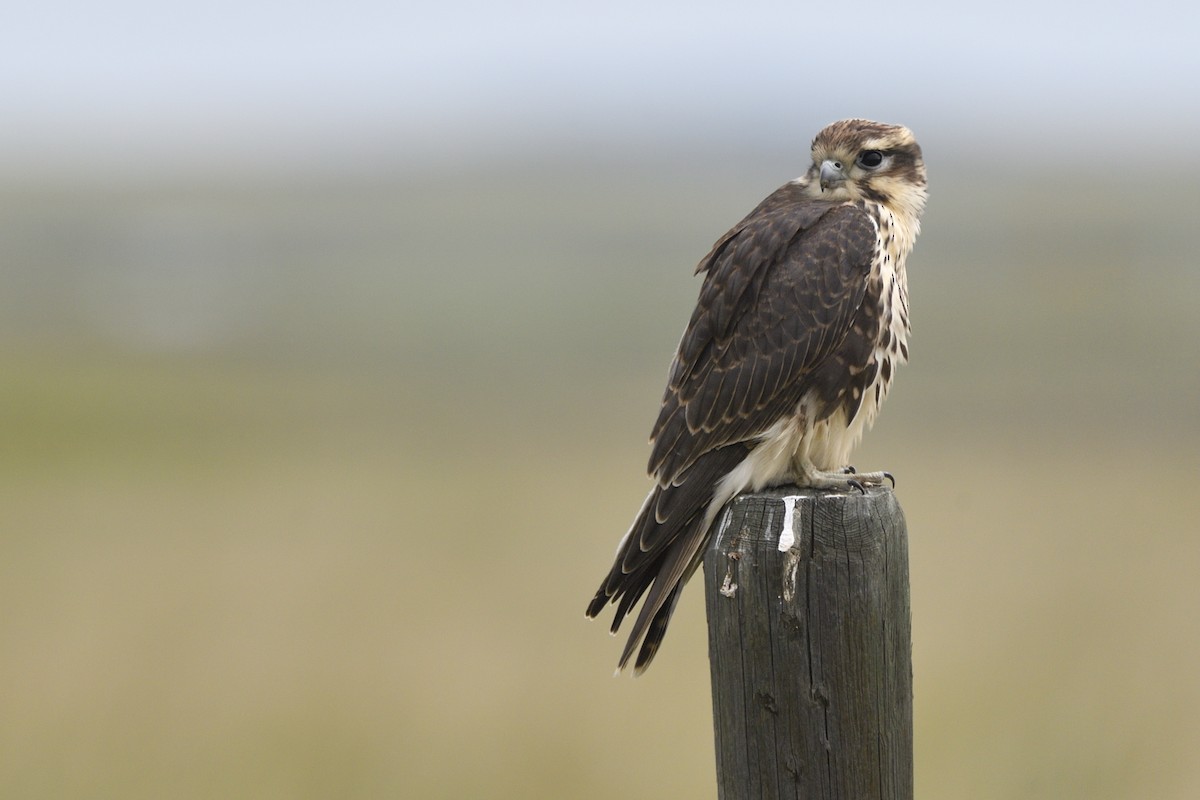 Prairie Falcon - ML642705229