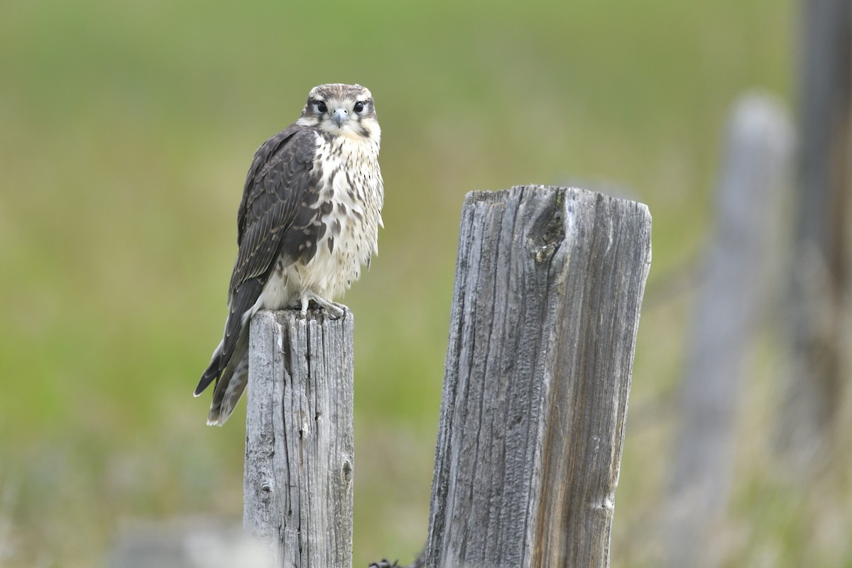 Prairie Falcon - ML642705230