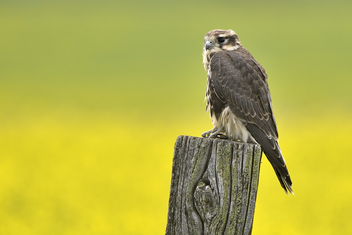Prairie Falcon - ML642705231
