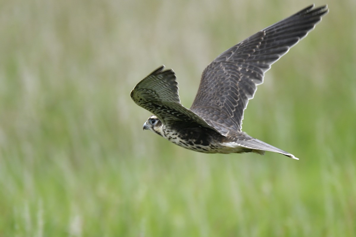 Prairie Falcon - ML642705232