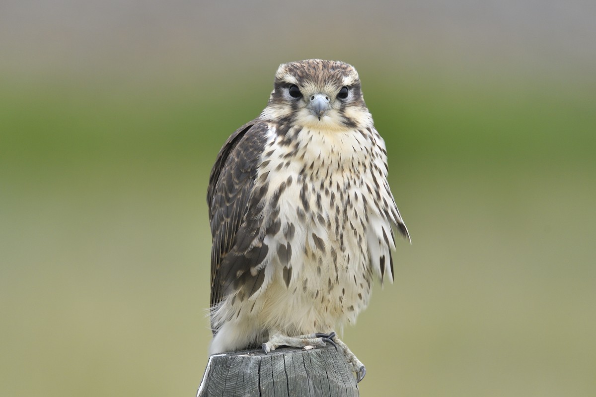 Prairie Falcon - ML642705233