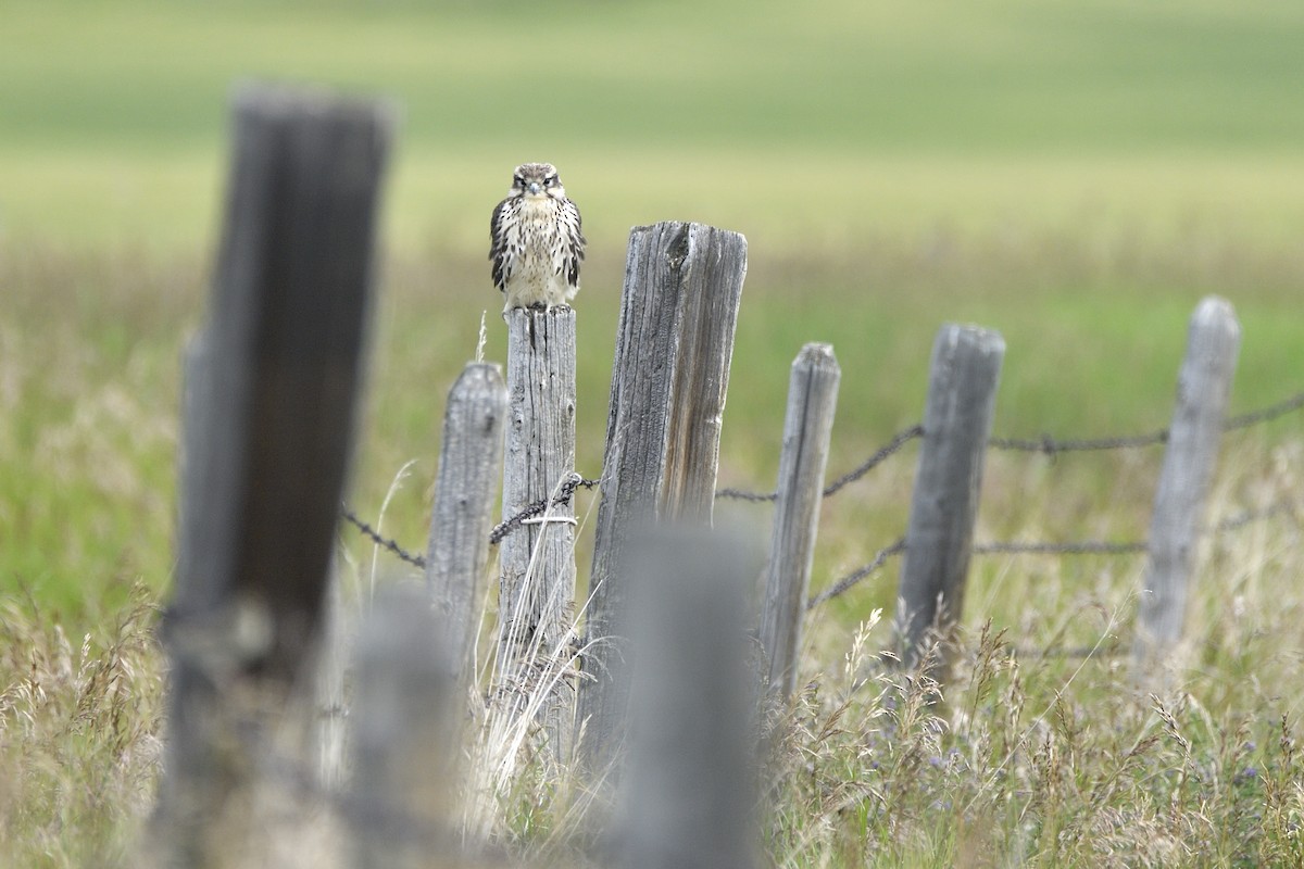Prairie Falcon - ML642705234