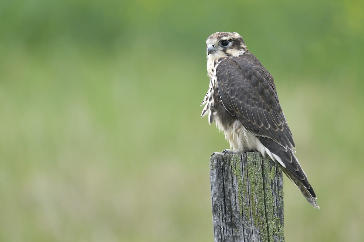 Prairie Falcon - ML642705235