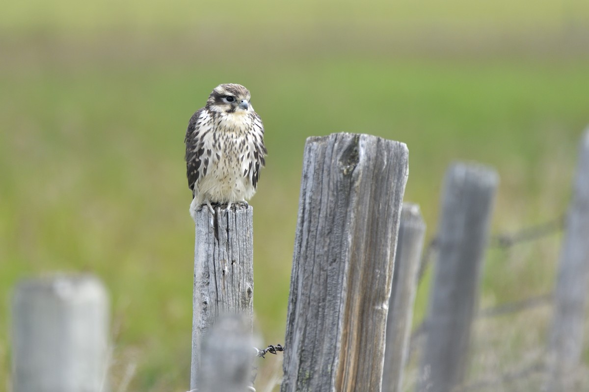 Prairie Falcon - ML642705237