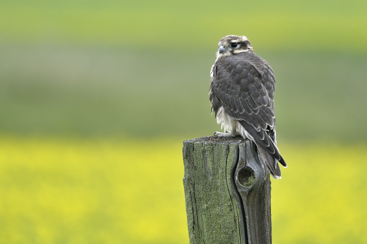 Prairie Falcon - ML642705238
