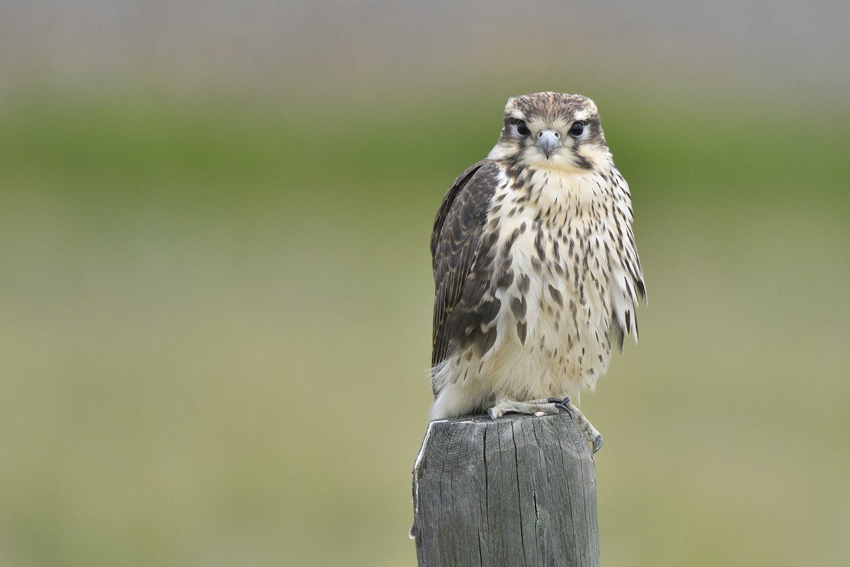 Prairie Falcon - ML642705244