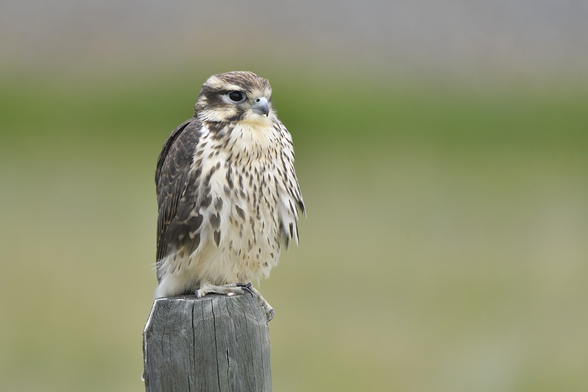 Prairie Falcon - ML642705245