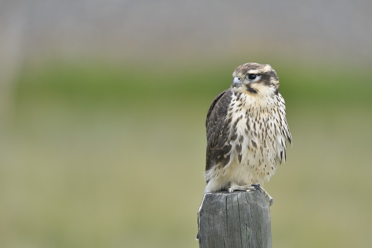 Prairie Falcon - ML642705246