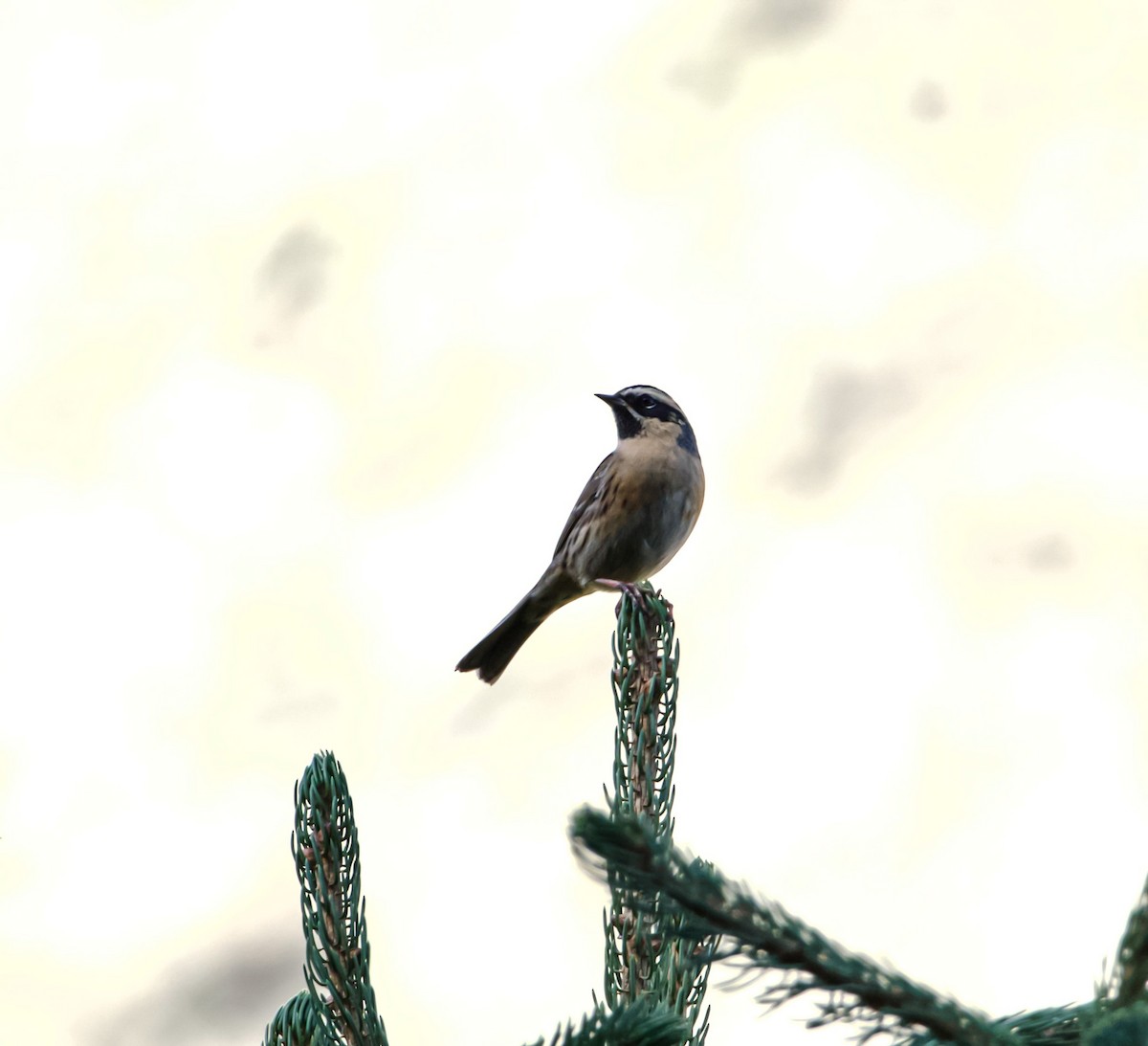 Black-throated Accentor - ML642705283