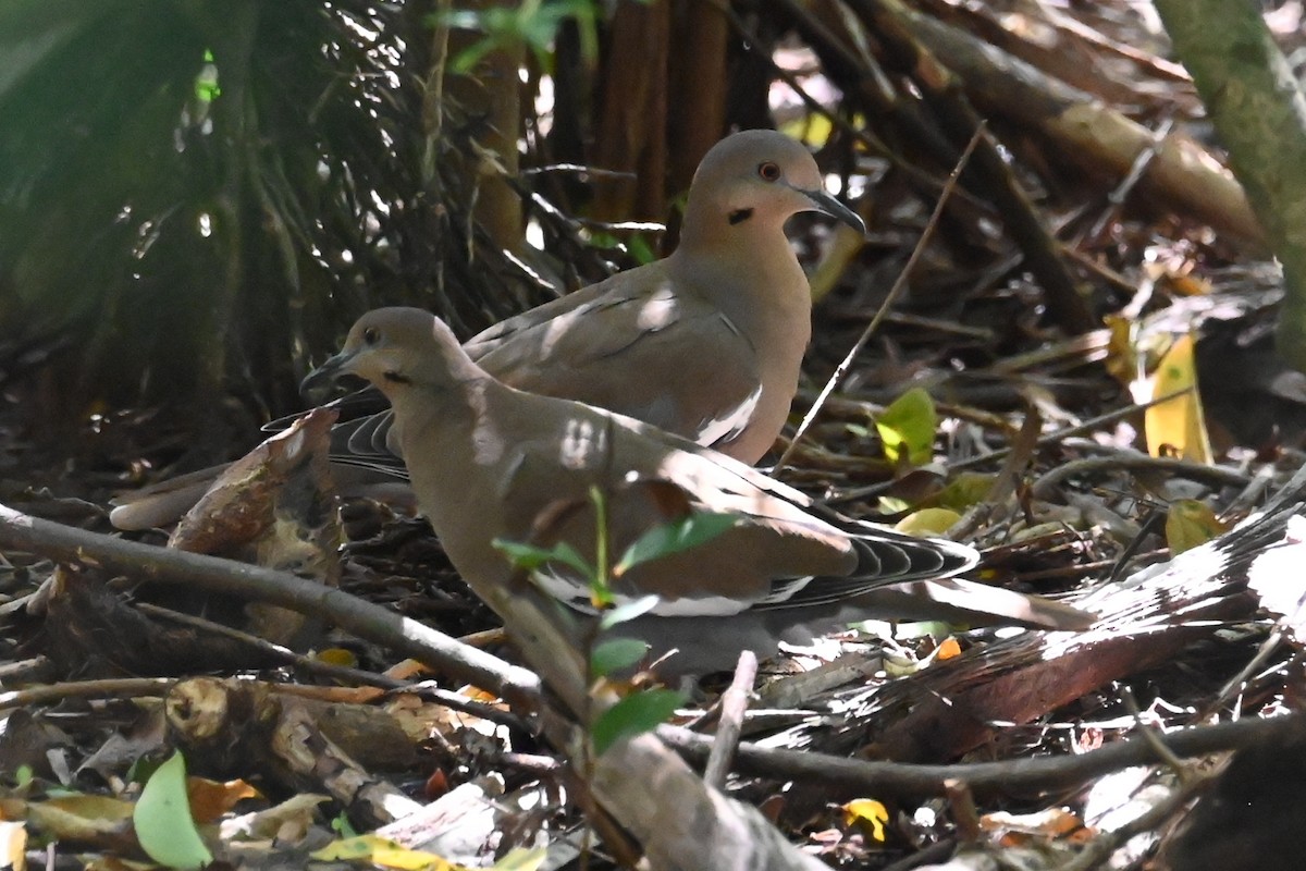 White-winged Dove - ML642705284