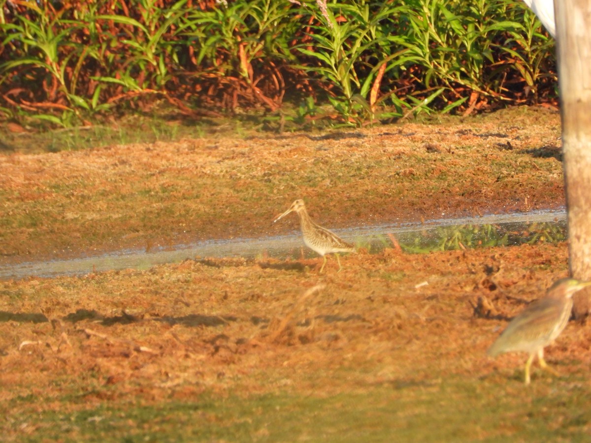 Wilson's Snipe - ML642705297