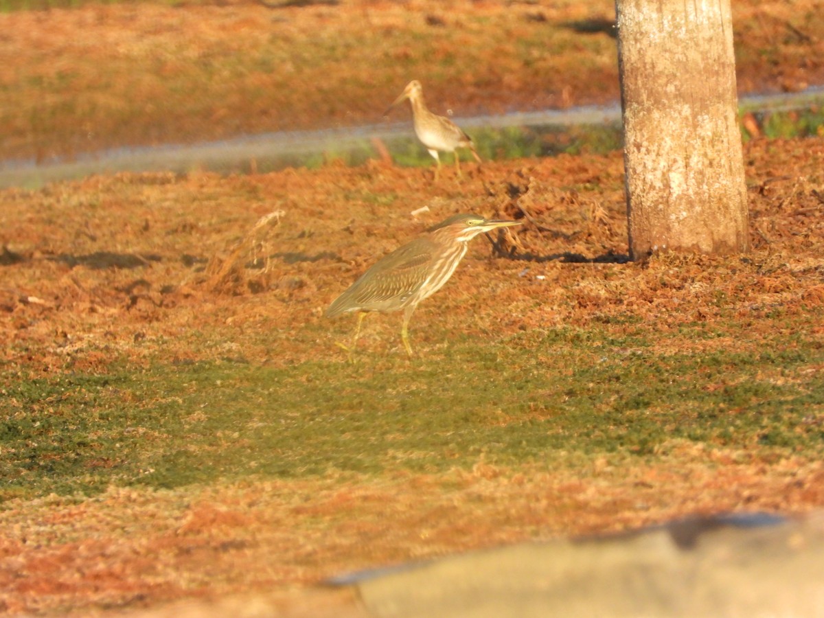Wilson's Snipe - ML642705298