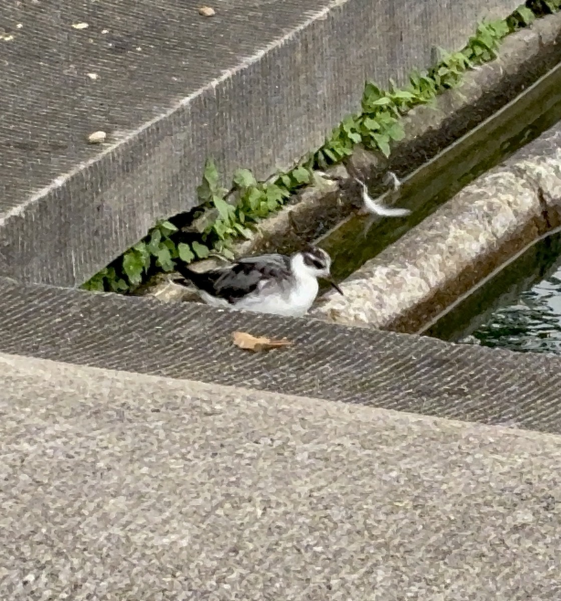 Red Phalarope - ML642705318