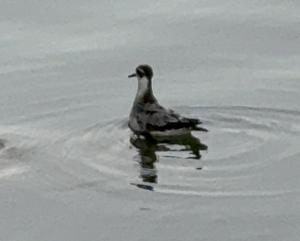 Red Phalarope - ML642705319