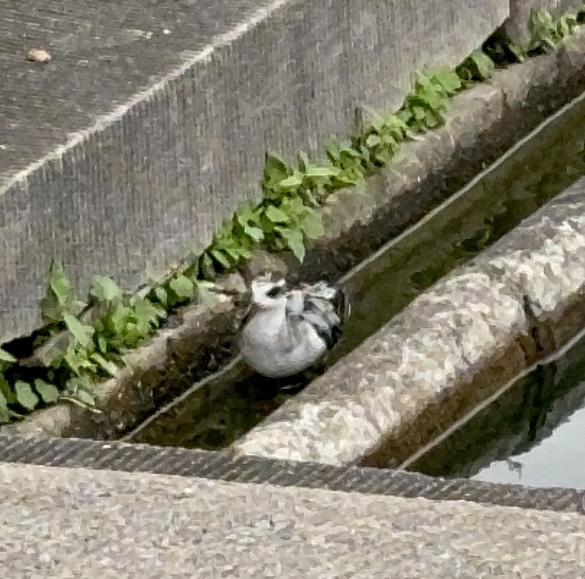 Red Phalarope - ML642705320