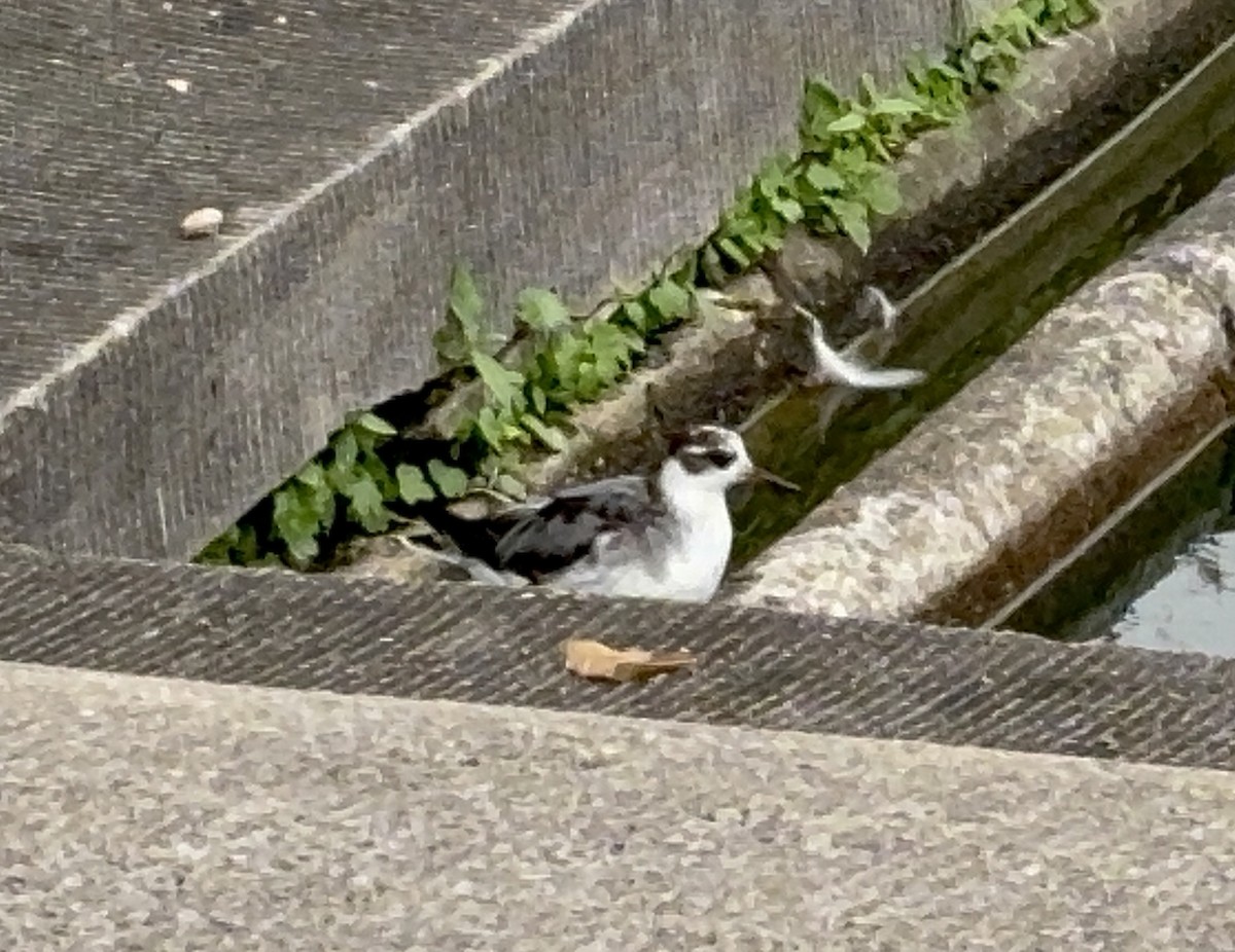 Red Phalarope - ML642705321
