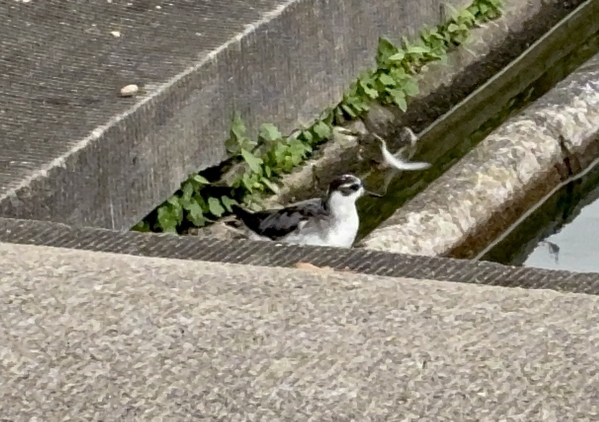 Red Phalarope - ML642705322