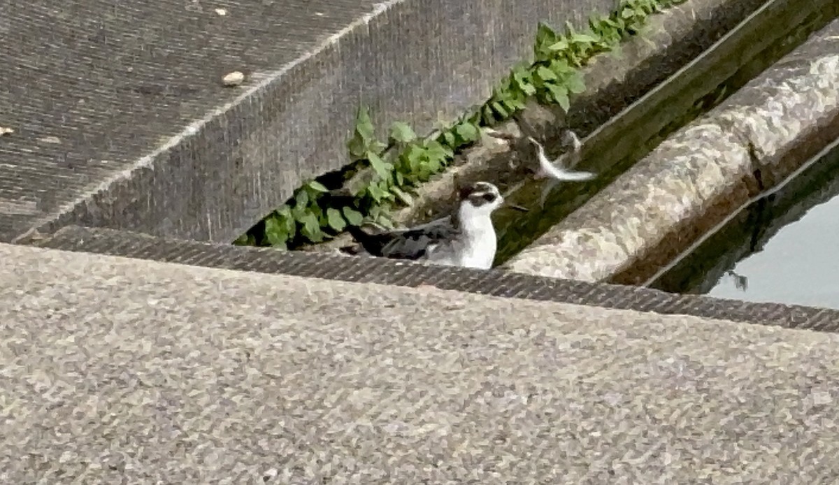 Red Phalarope - ML642705323