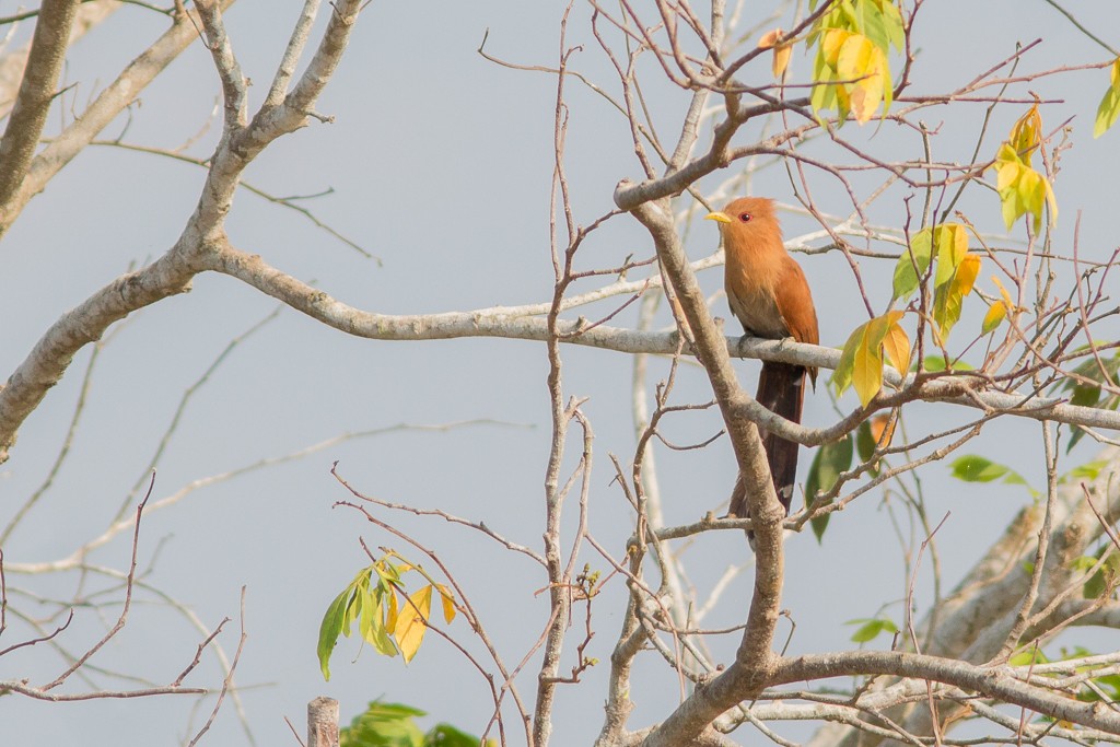 Little Cuckoo - ML642705368