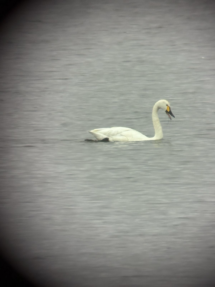 Tundra Swan - ML642705376