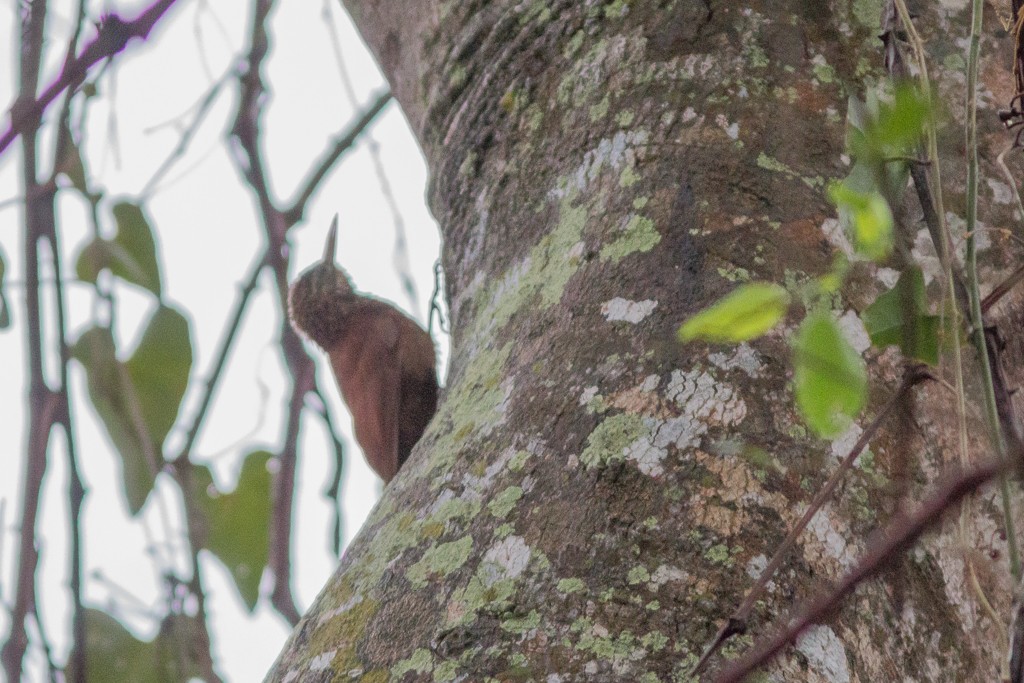 Straight-billed Woodcreeper - ML642705378