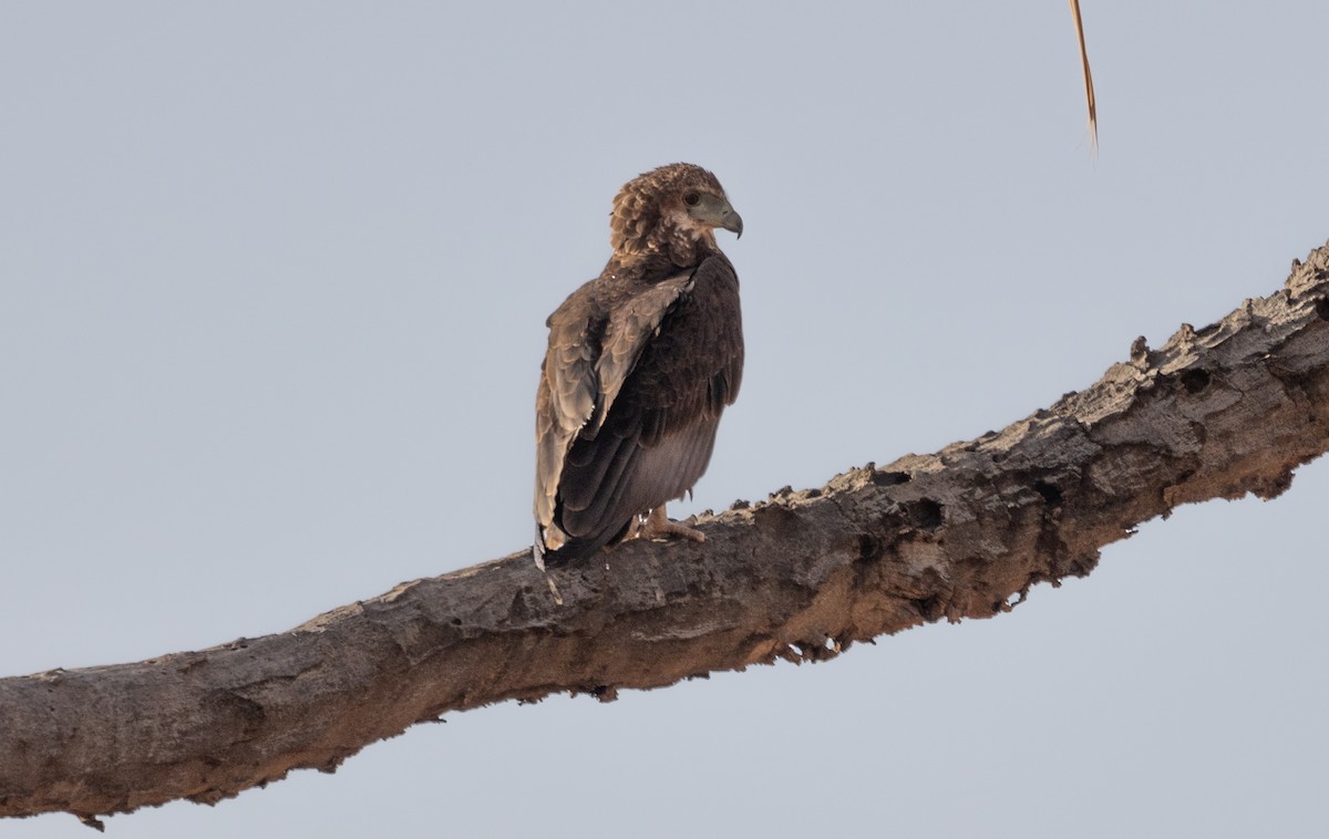 Arrano akrobata - ML642705385