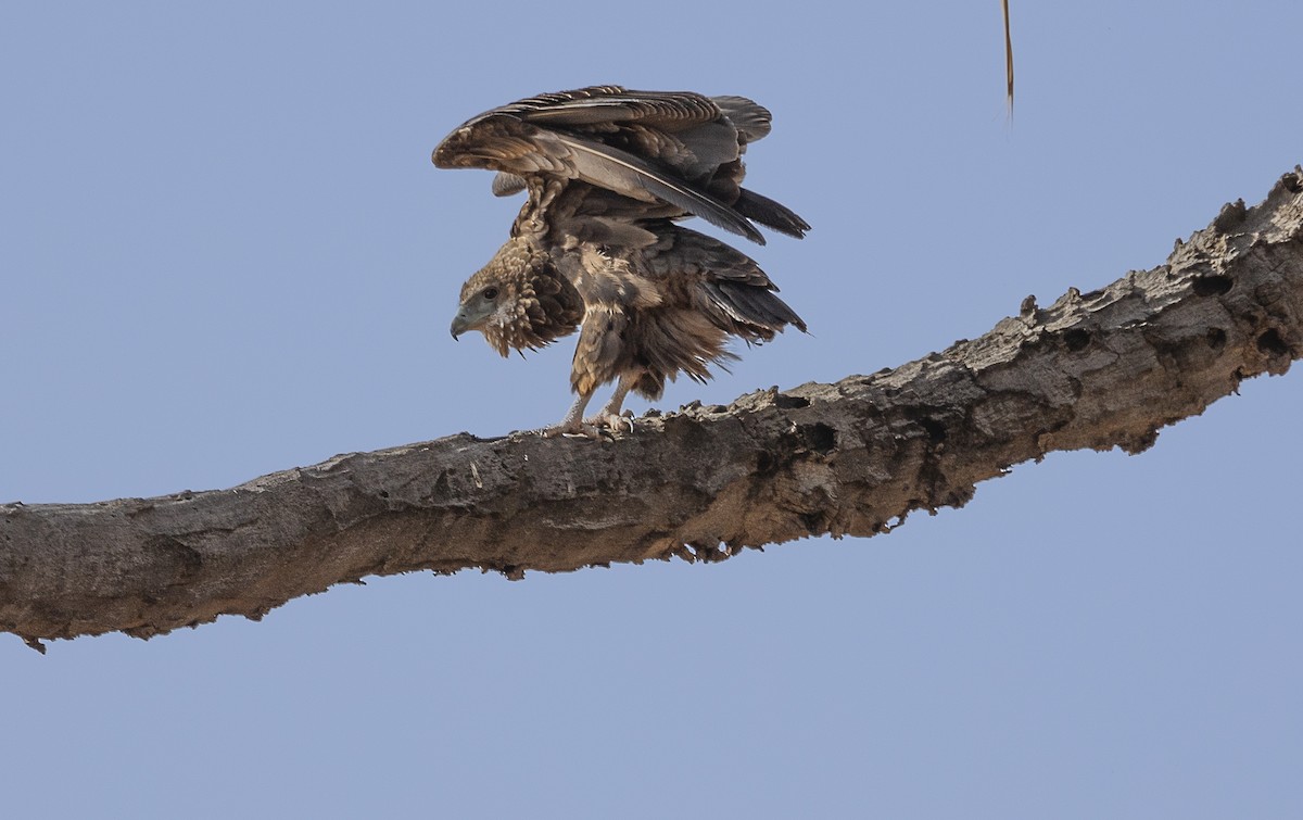 Arrano akrobata - ML642705386