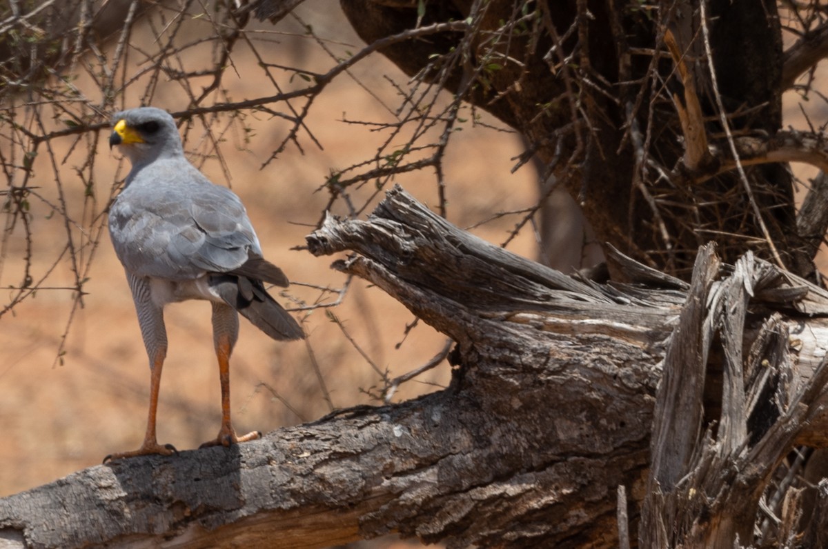 Eastern Chanting-Goshawk - ML642705404