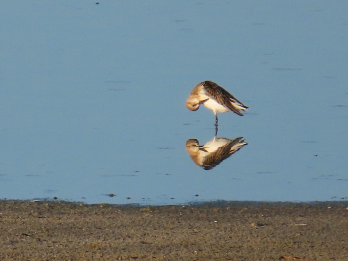 gulbrystsnipe - ML642705415