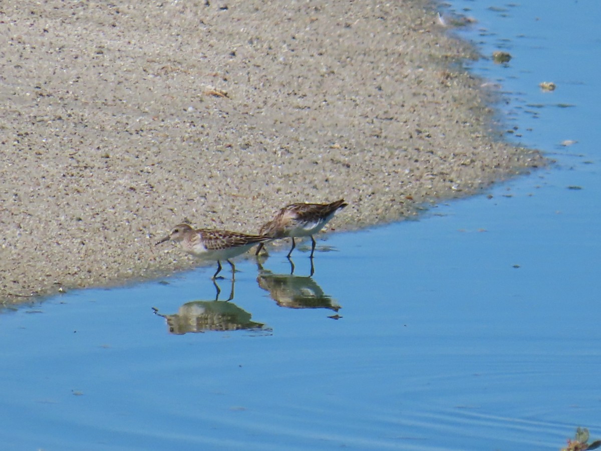 gulbrystsnipe - ML642705416