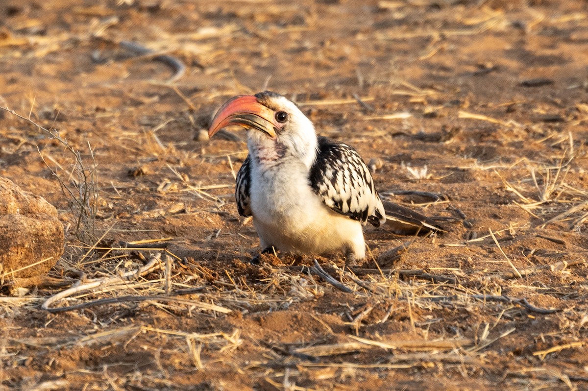 Northern Red-billed Hornbill - ML642705421