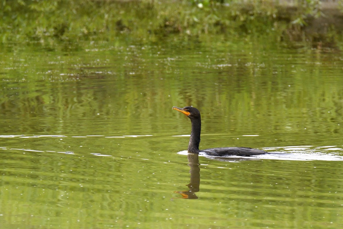 Double-crested Cormorant - ML642705425