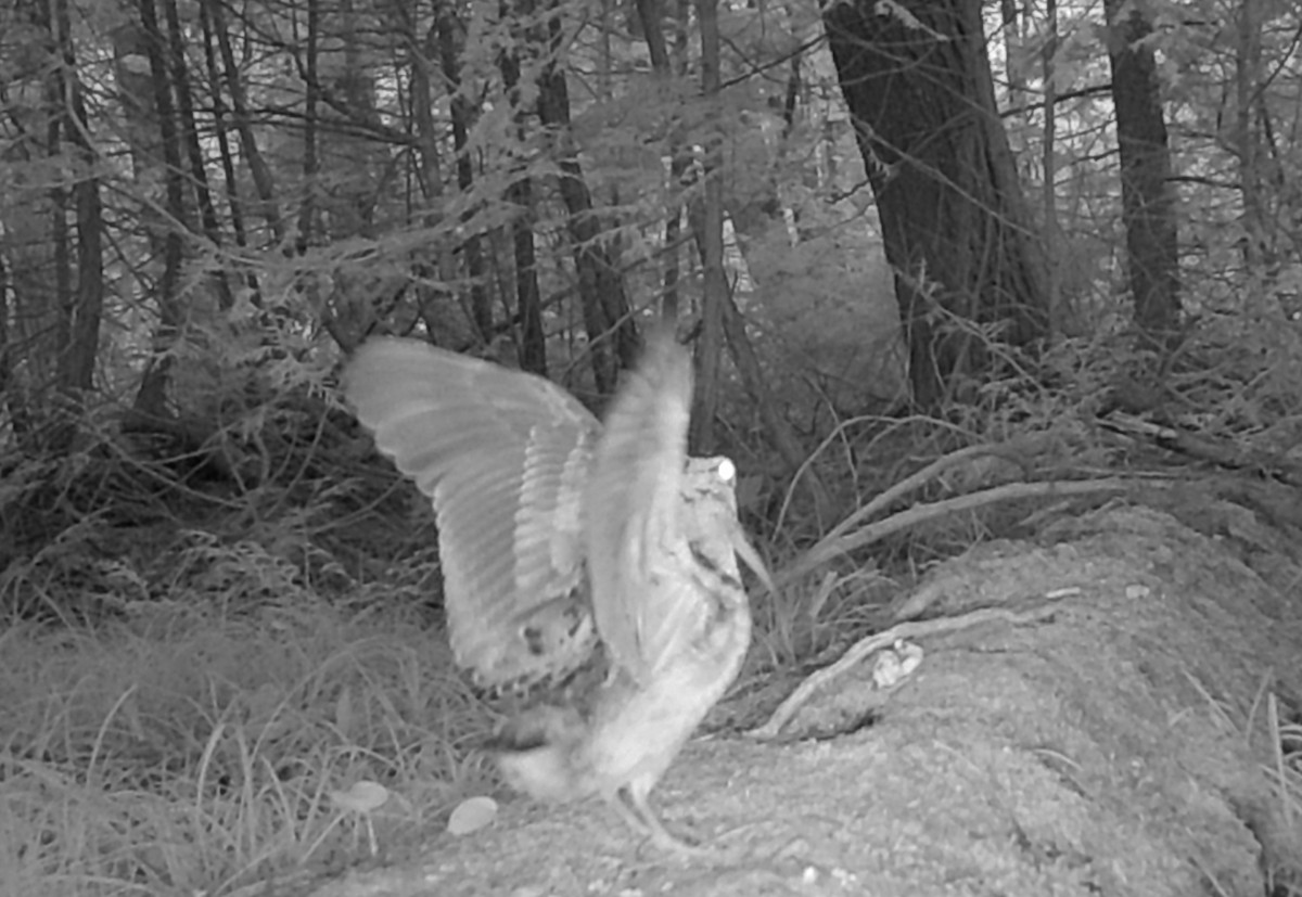 American Woodcock - ML642705430