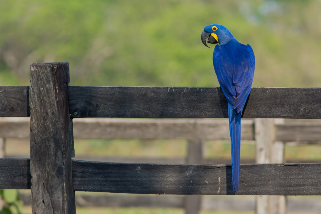 Hyacinth Macaw - ML642705434